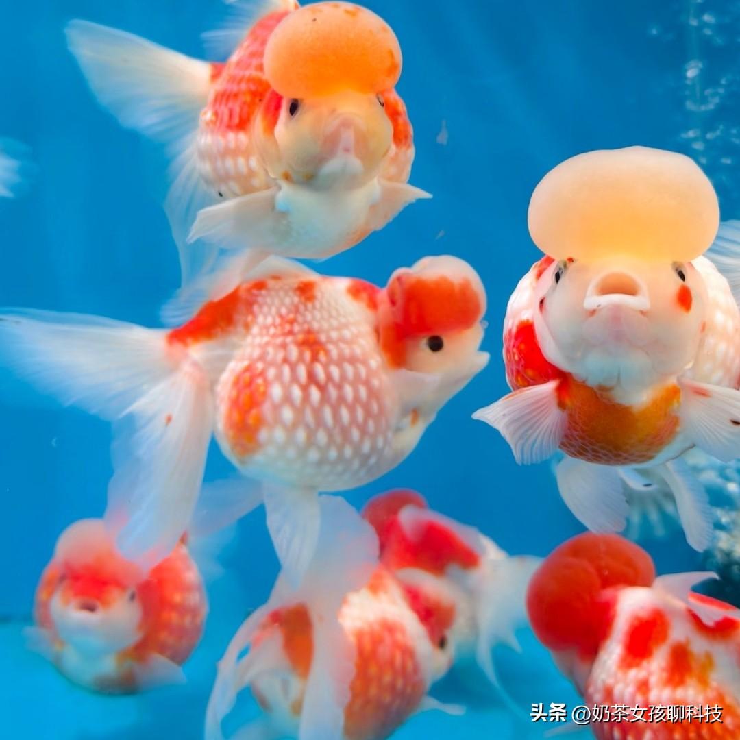 2026年3月7日，
十二星座综合运势指数大排名🍭

💗综合运势
第一名双鱼