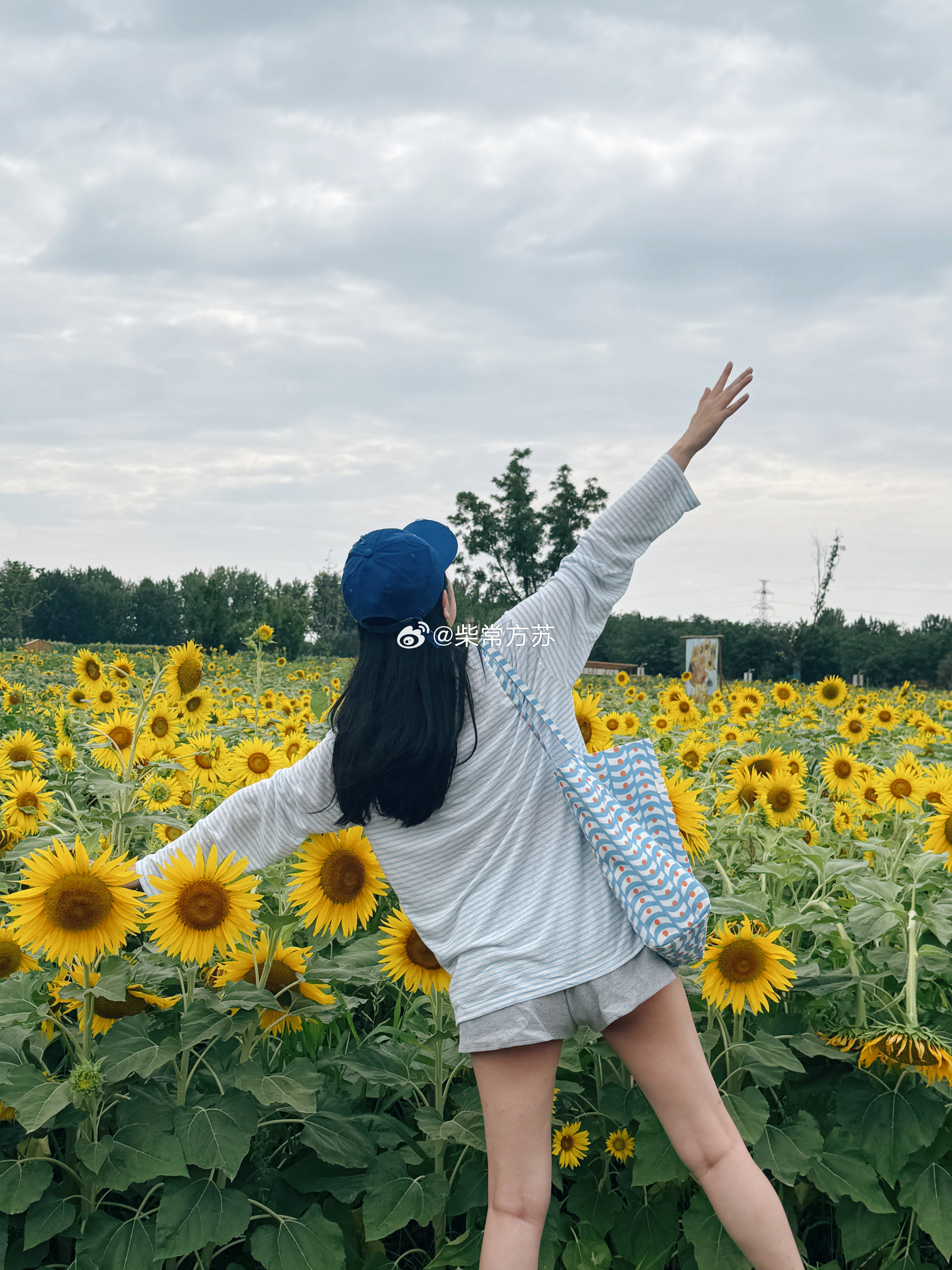 米禾农场の夏日限定向日葵花海🌻亲手摘小番茄小甜瓜又是甜甜的一天[666] ​​