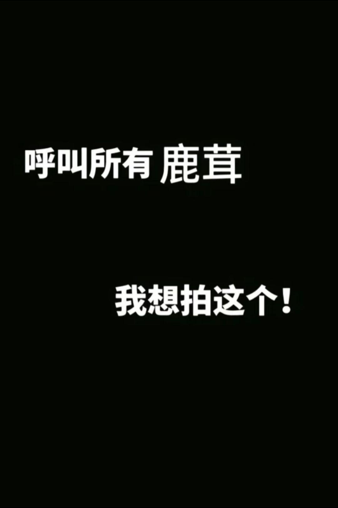 白鹿的烨烨白鹿