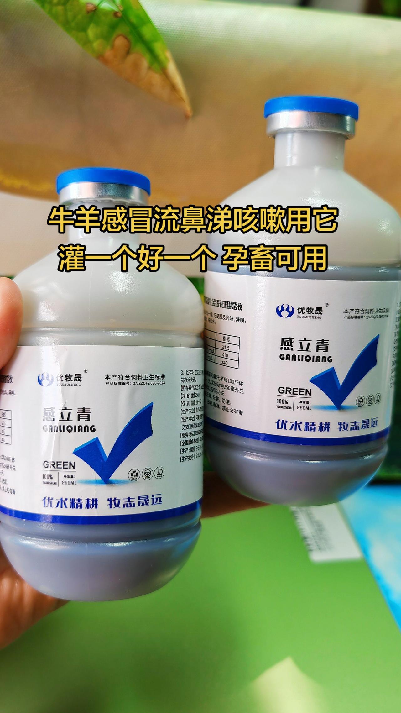 养羊人 牛羊感冒流鼻涕 农村养羊