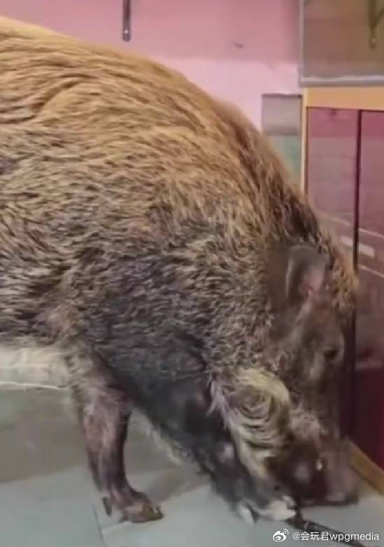 眼镜蛇偷偷入户 被家养野猪吃掉：主人直呼救命恩人近日，广州一男子发布视频称，被自