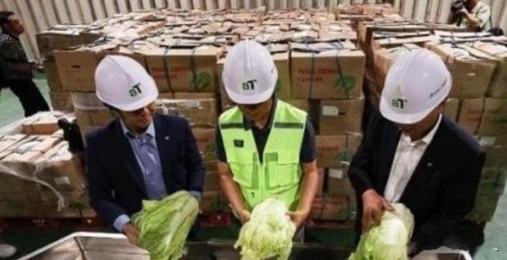 “中国要被我们拖垮了！”2024年，韩国上千人拒绝吃从中国进口的中国白菜，本想给