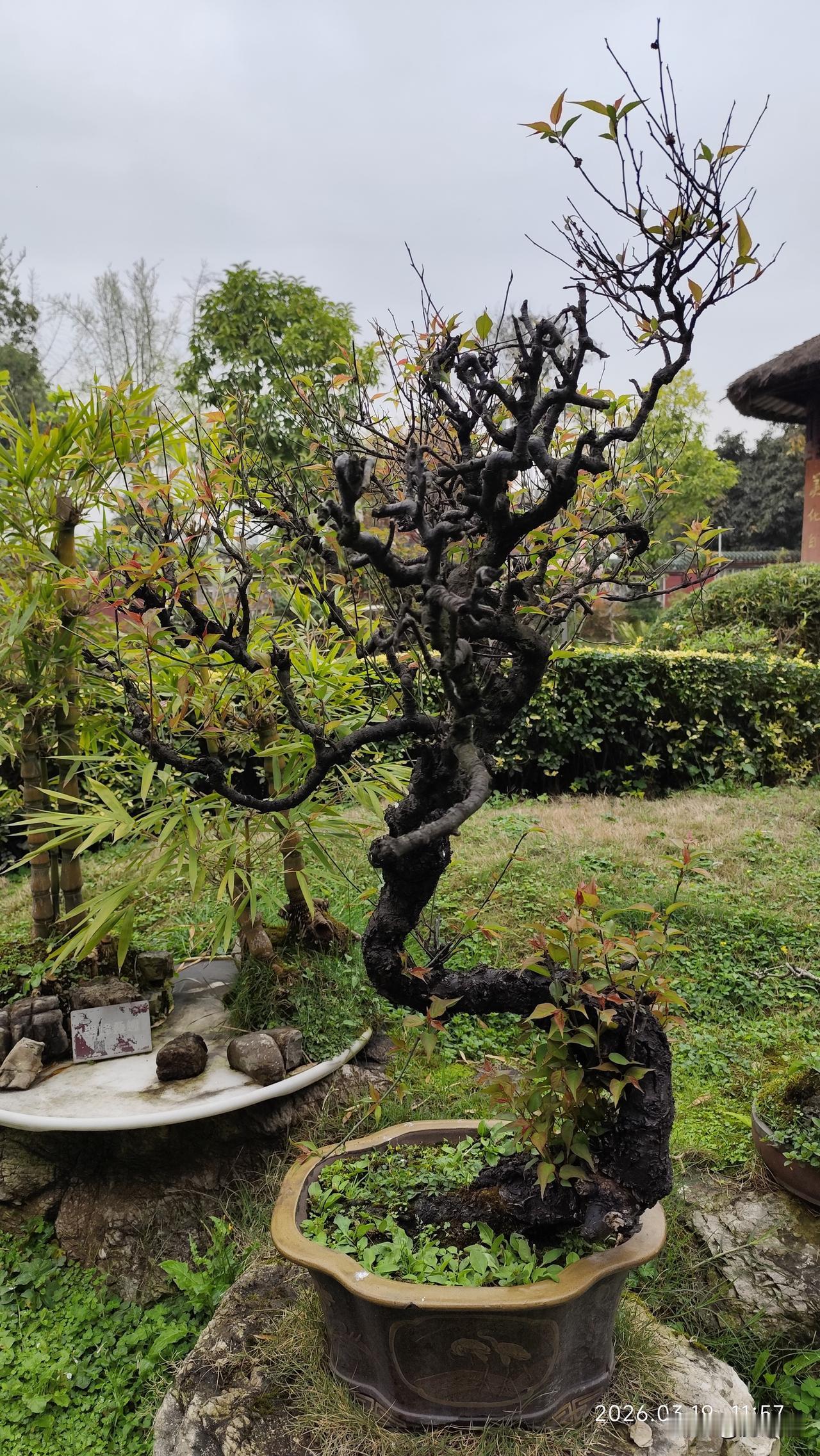 分享漂亮的盆景枯木逢春又发芽