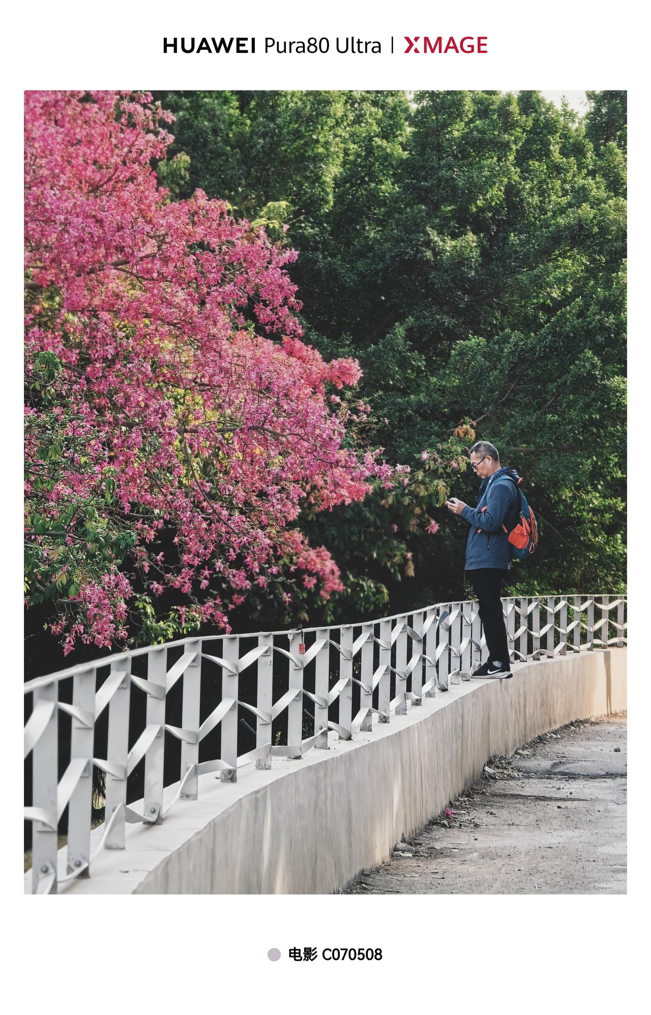 Pura80ultra的模特是木棉花下飞无人机的大爷，观澜河的木棉花太美了，大爷