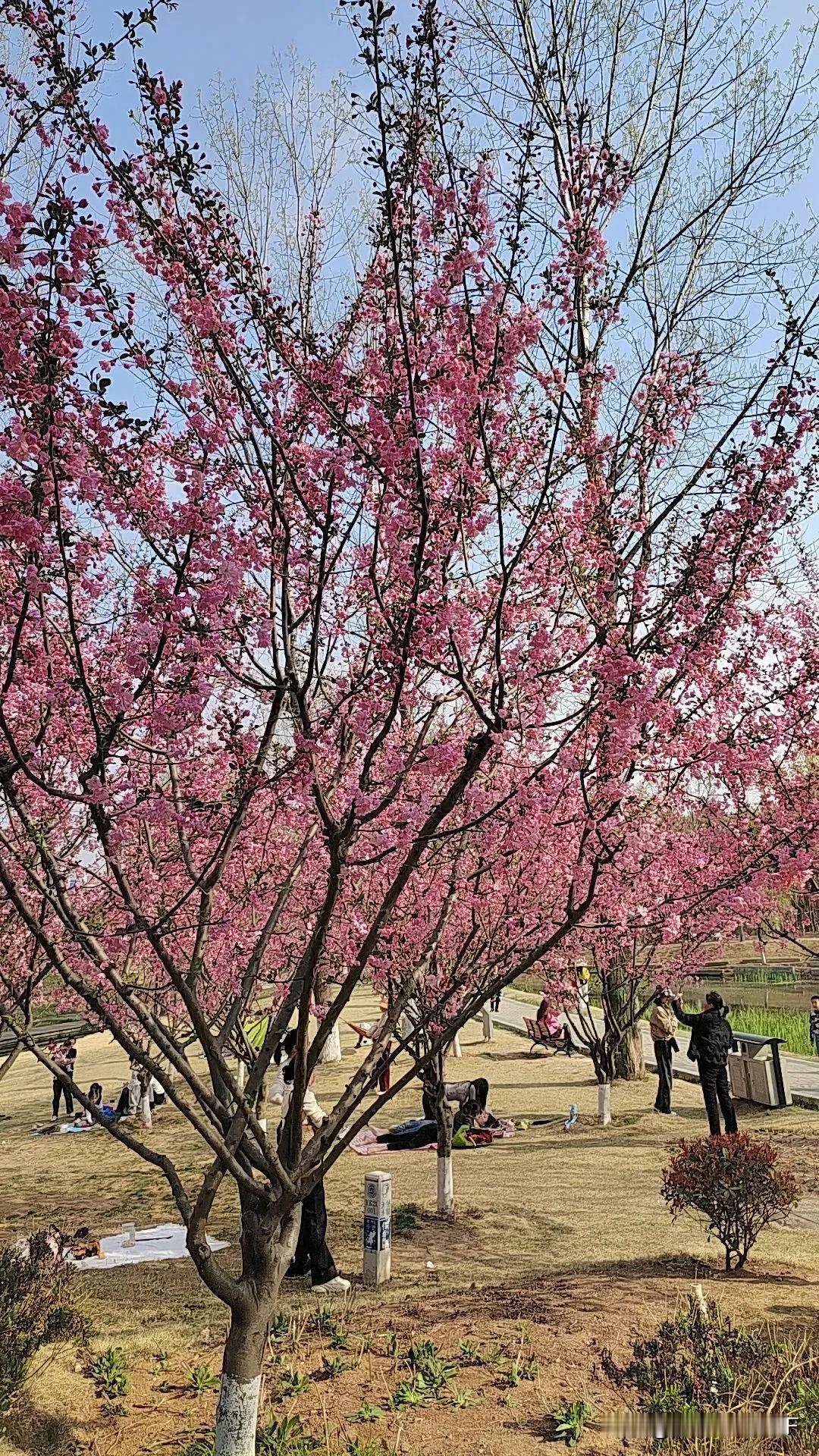 信 阳 羊 山 公 园 桃 花 盛 开