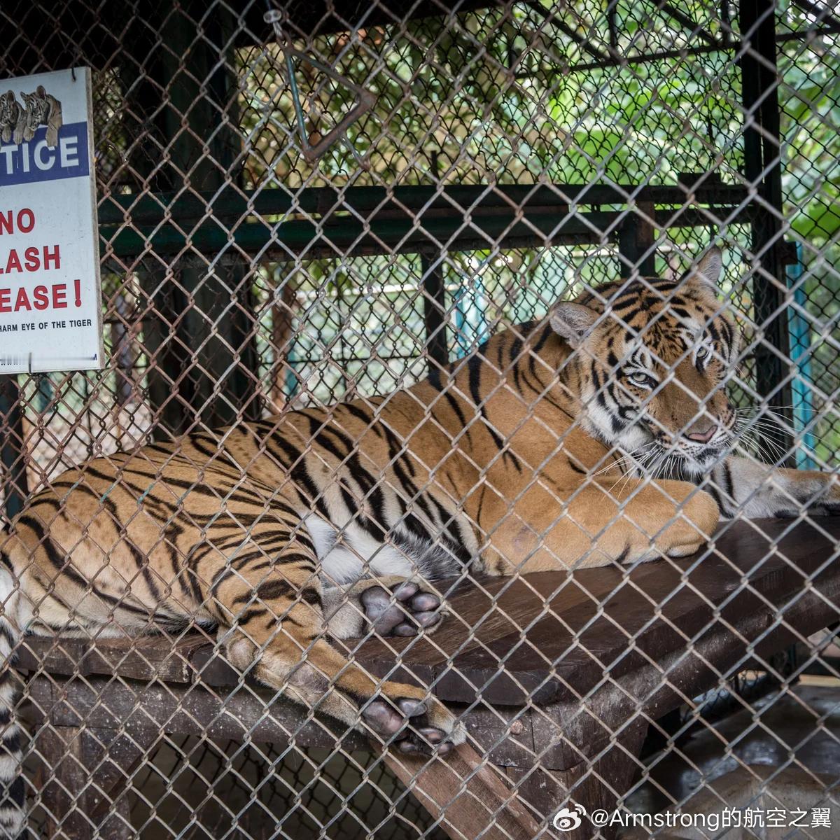 泰国官方通报清迈72只老虎死亡 2月21日，泰国农业与合作社部畜牧司就清迈虎园老