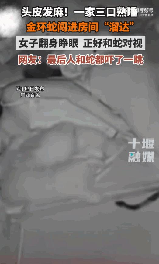 空调还在吹，孩子睡得正沉，床边却悄悄多出了一条金环蛇。广西百色这家人直到女主人半