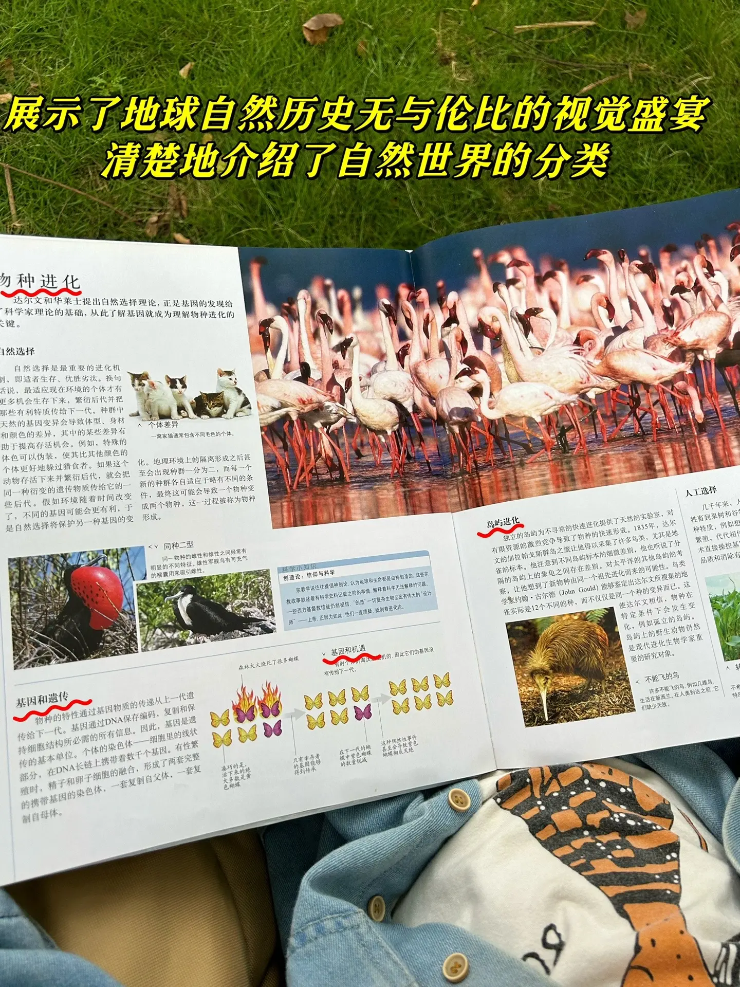 6年磨一剑的DK博物大百科！真的太震撼了。科普读物天花板！一页页翻开...