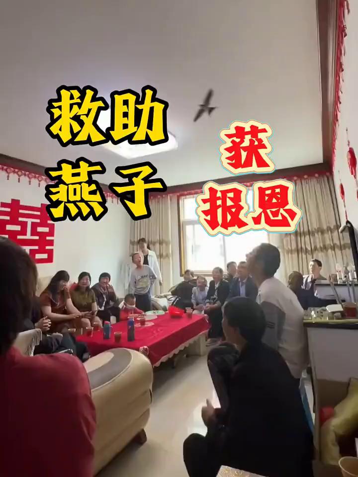 救助获燕子报恩。
这是小哥用镜头记录的神奇一幕。小哥上班路上无意中发现一只燕子在