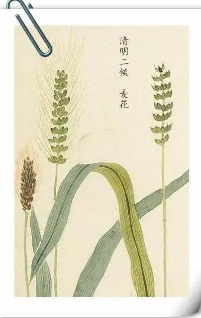 植物花期——还有比昙花更短的
1.桃花——15天
2.昙花——4小时
3.小麦花