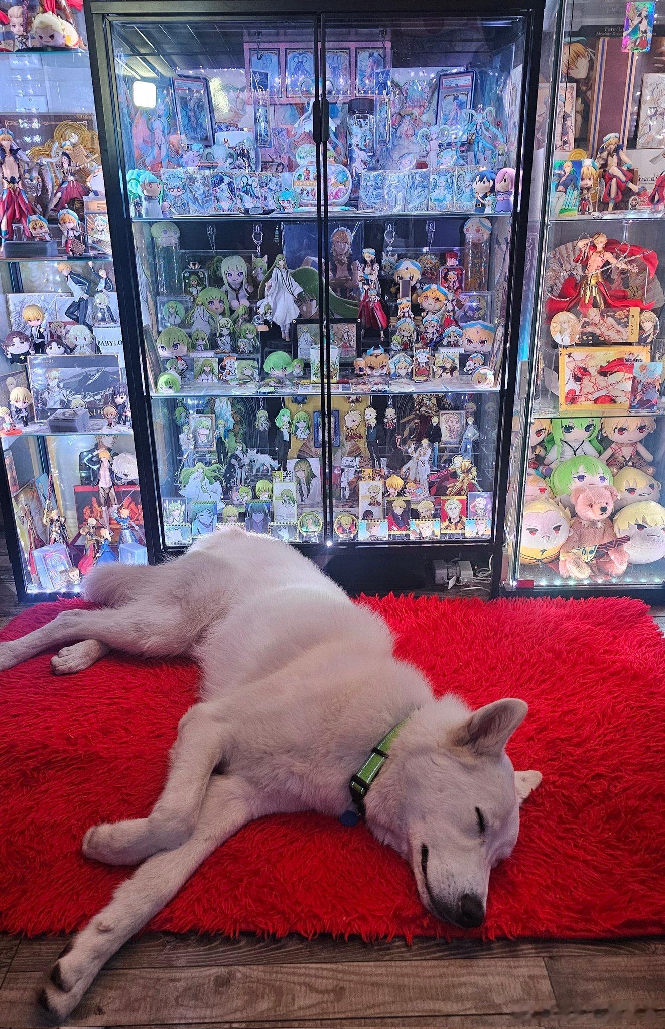 FGO 美服9周年活动现场选出的TOP照片展示，有一只狗狗入镜*入选玩家：规则说