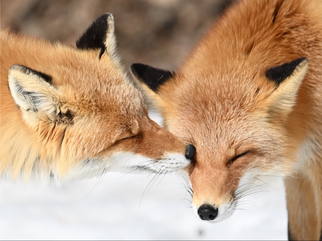 狐狸 亲吻你的眼👁️©️animal0_zoo 