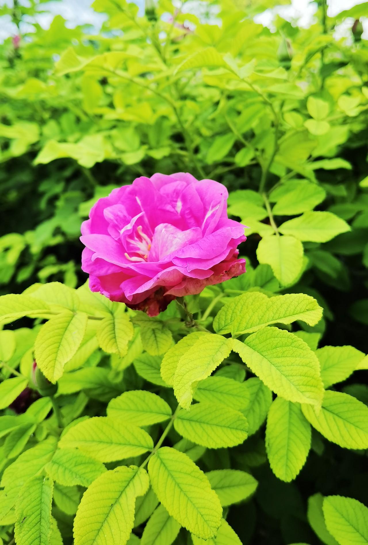 一朵花
绿叶陪
紫花艳
绿意浓
夏日看
能悦目