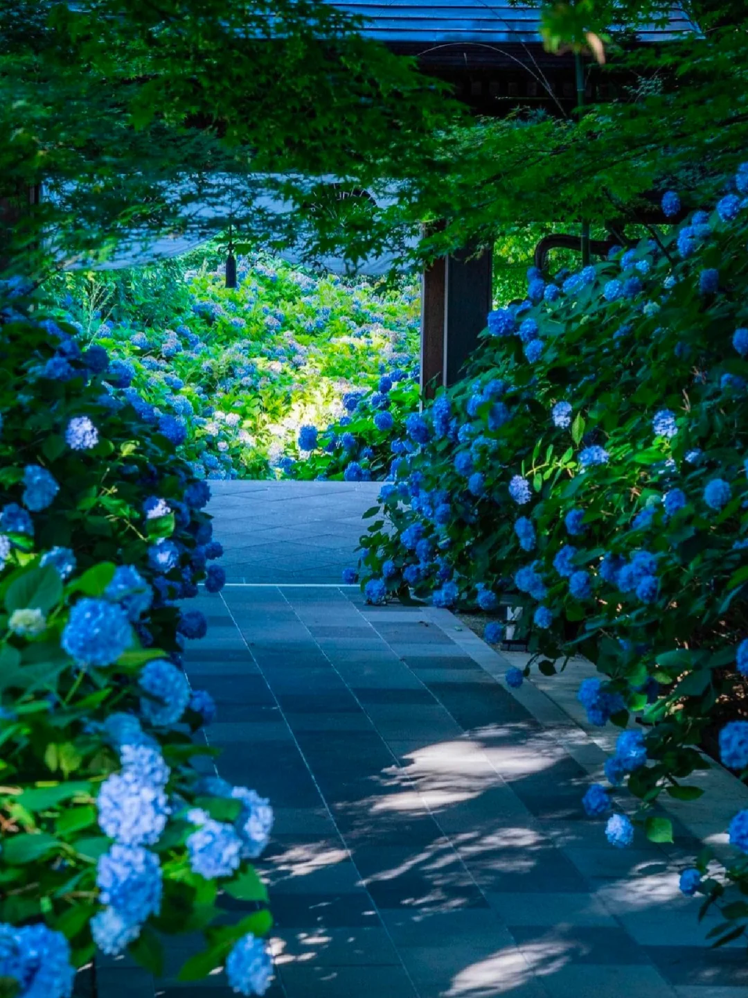 日本旅行💙超火赏花地！绝景绣球花海别错过！