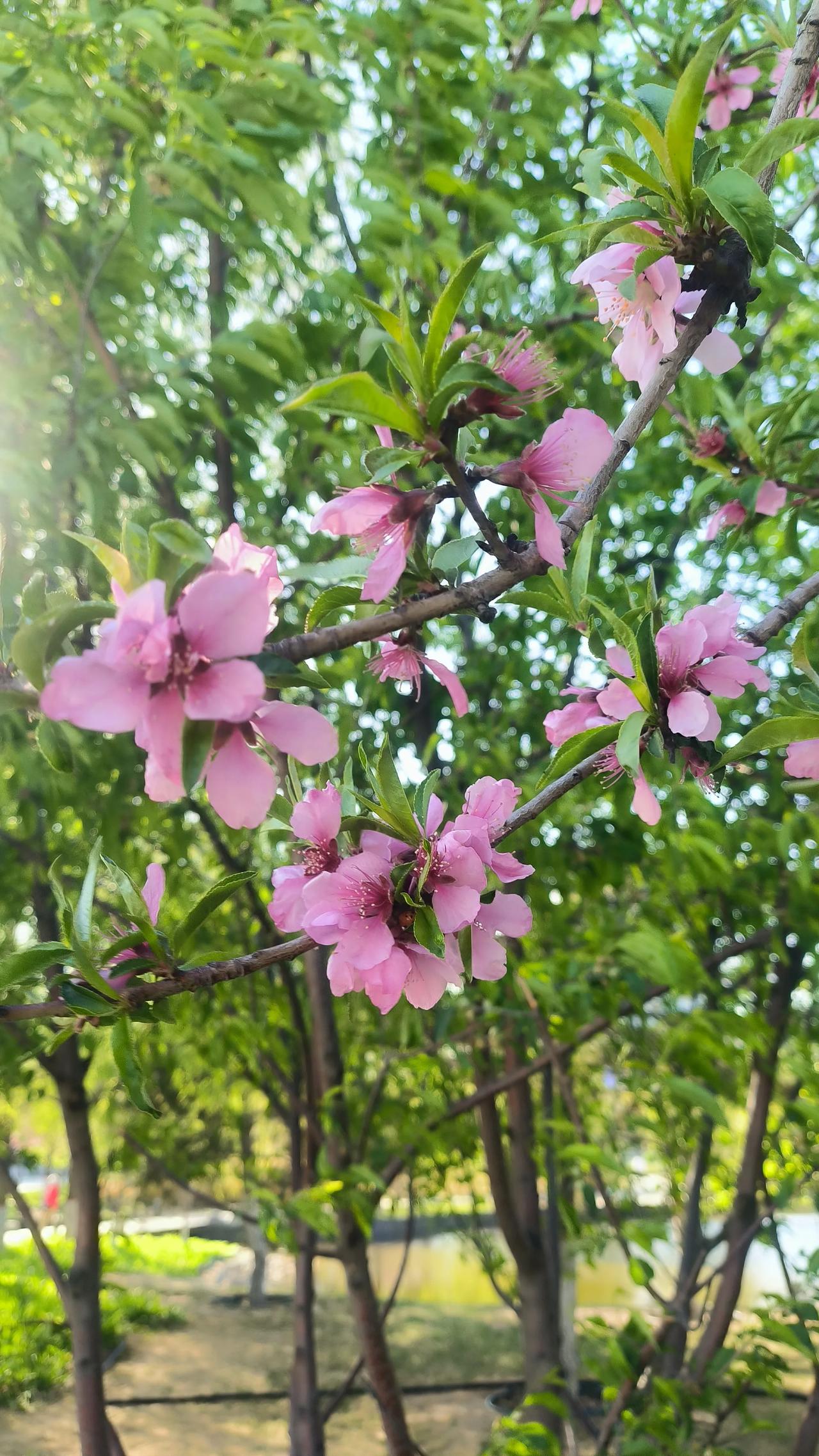 拜佛要“实名”，曹操收“布洛芬”：这届年轻人，连许愿都这么“卷”了

刷到几则新
