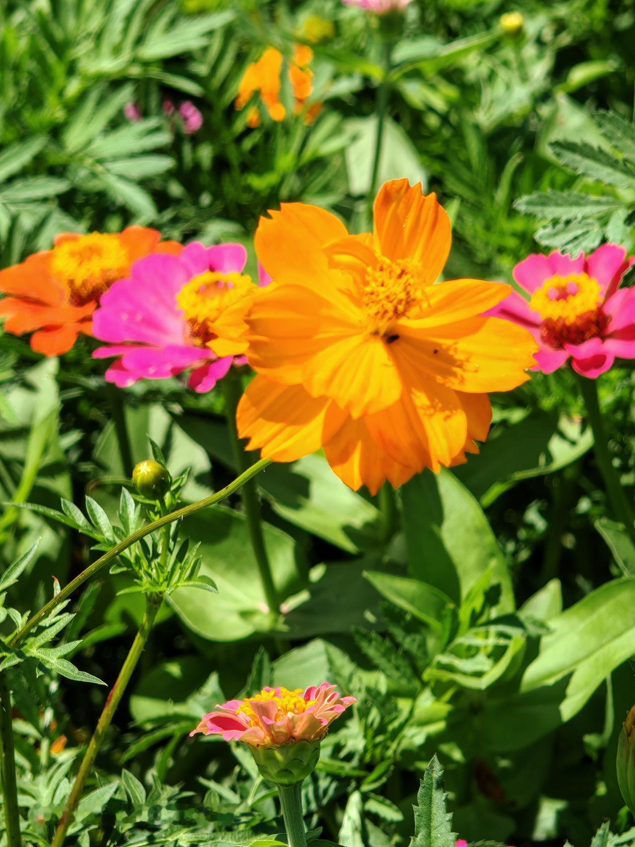 北京通州郎芳园里的花很漂亮