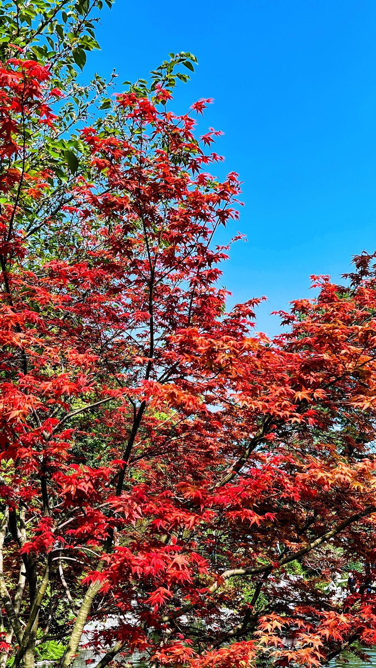 看看你手机里最美的红叶春日赏景：蓝天下的红叶，枫叶红艳如火，美不胜收！🍁🍂春