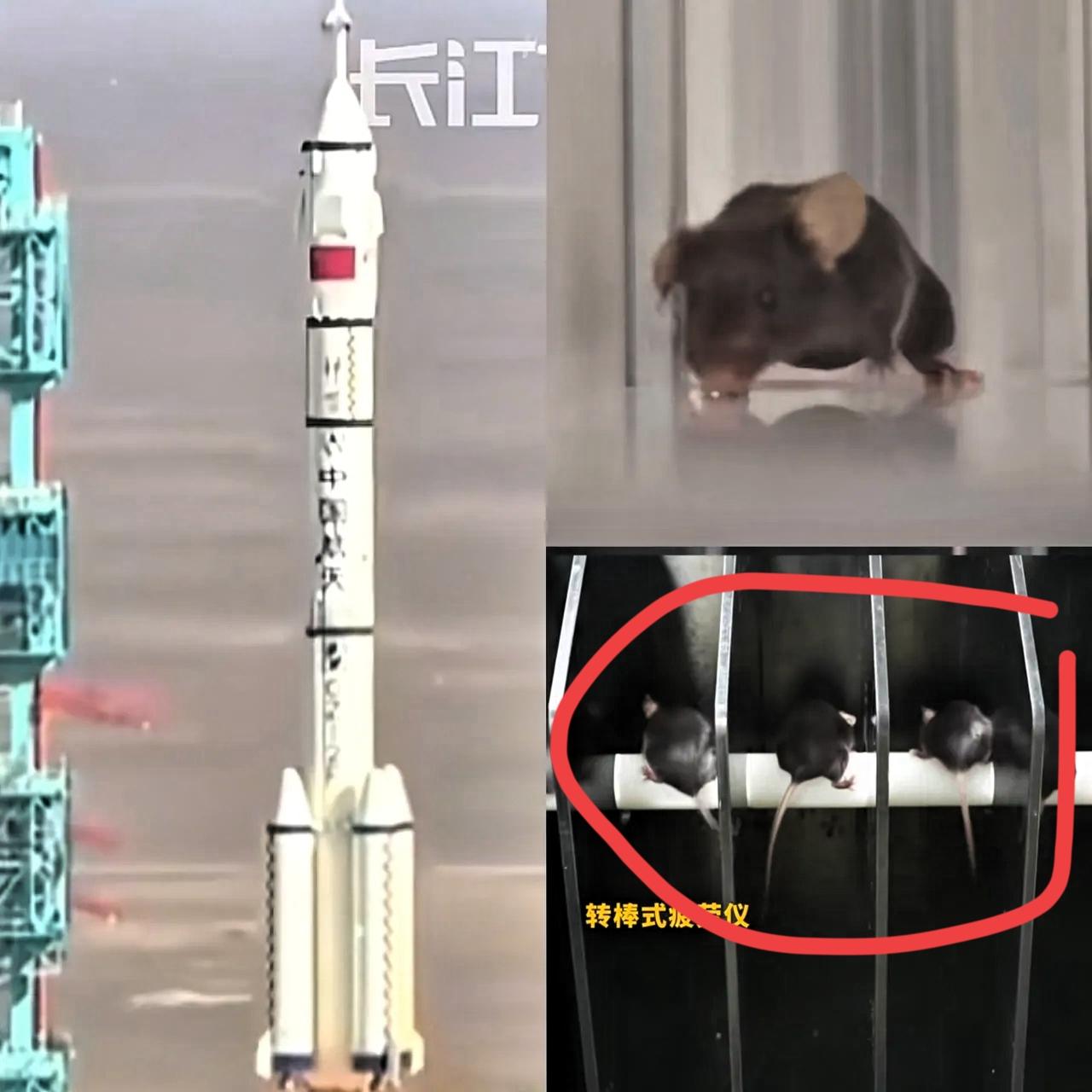 这回全世界都知道了
中国空间站不仅有航天员
还藏着4只“天选小鼠”，简直出息到爆