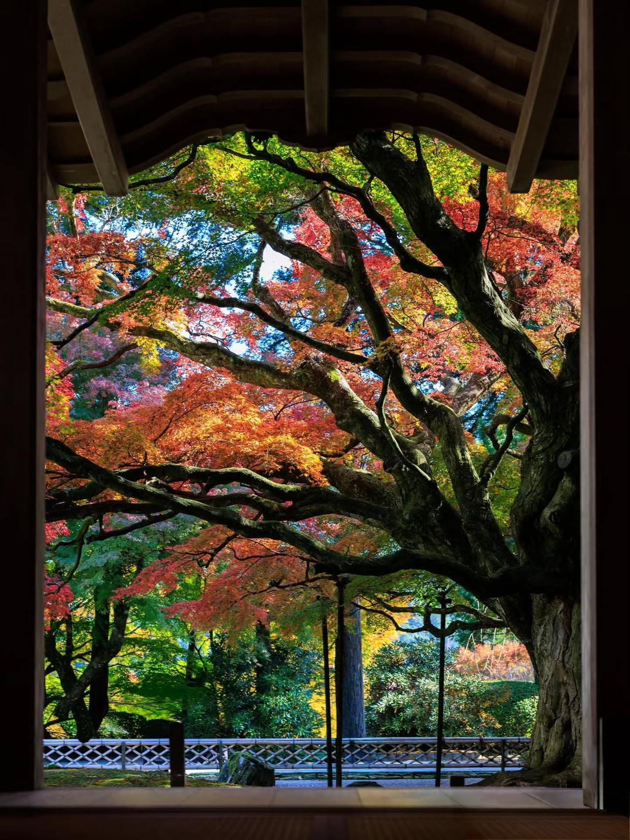 红是浸蜜的霞，黄是晒暖的月，连未褪的绿都软成春的余温。风踮脚掠过，叶瓣碰响如细瓷