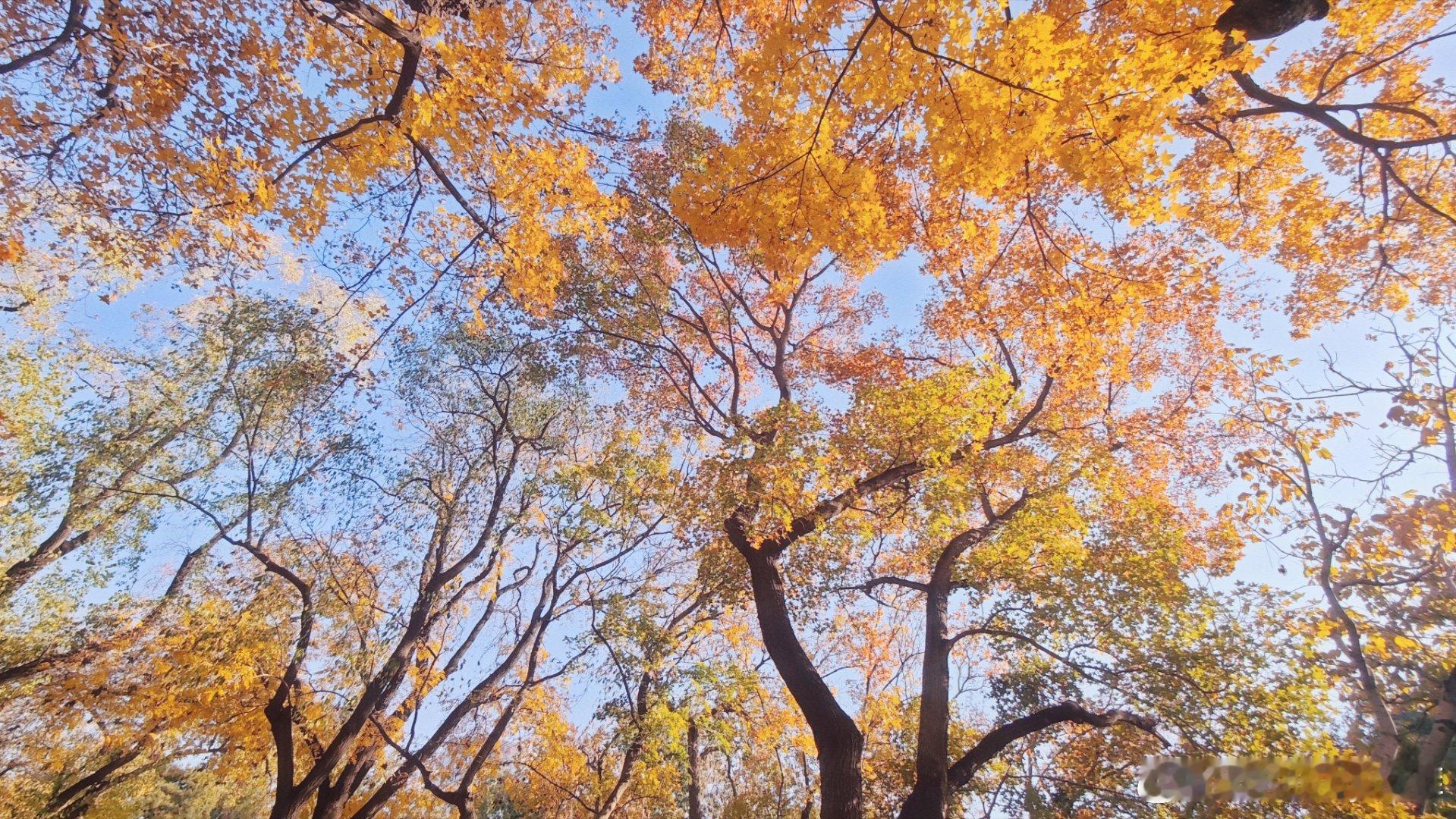 北京紫竹院晚秋盛景，好爱这多彩的秋色啊~[哇][心][太阳]摄影/后期: