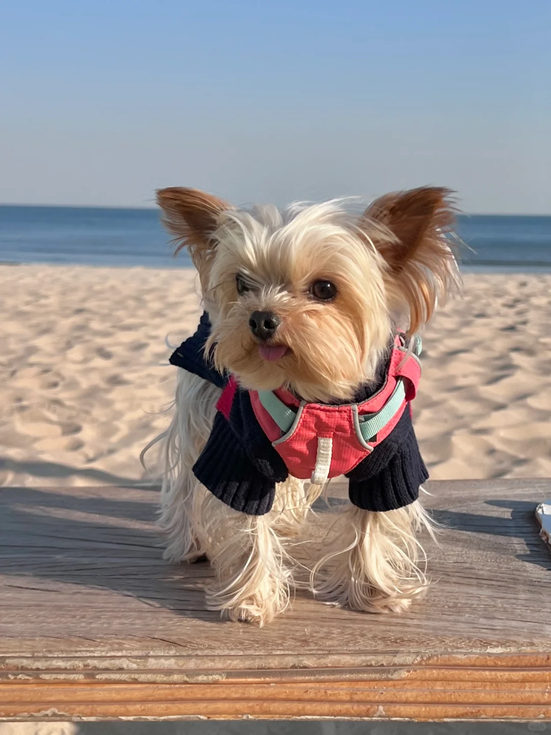 🐾｜狗狗我呀在海边也拍到了人生照片📷