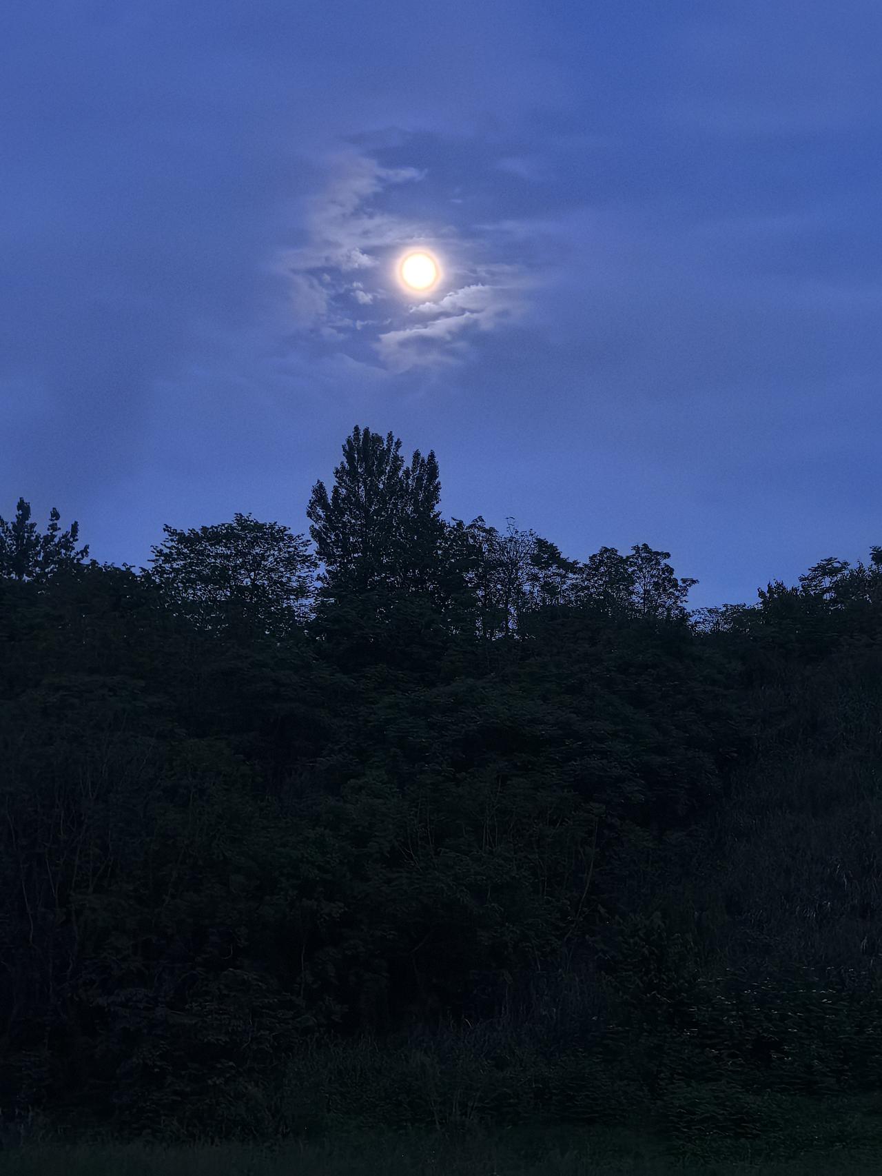 树的梦想撑着明月

文／游明刚

并不是所有夜晚，都可以期待
也不是每个街道都可