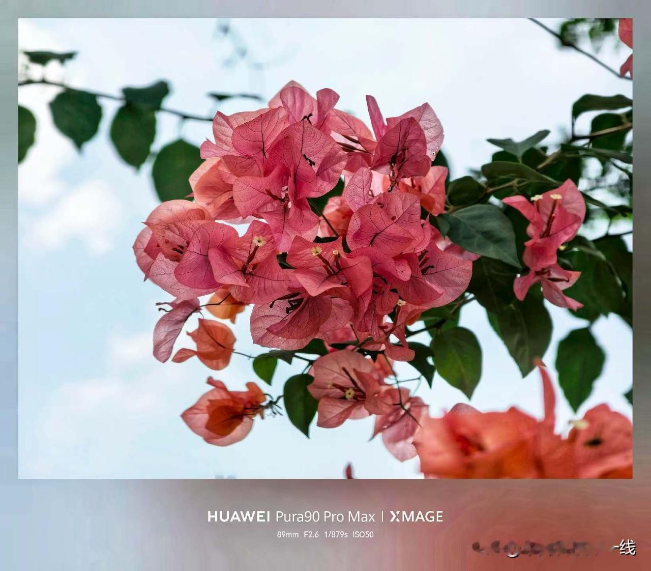 ProMax！
讲真，手机这玩意还是自己去体验才能真切的感受到进步，拍动物甚至已