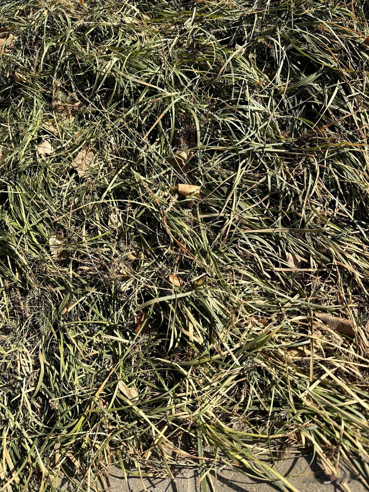 车企价格战有多疯狂？燃油车真的没有市场了吗？同一款车，去年十二月份买居然比202