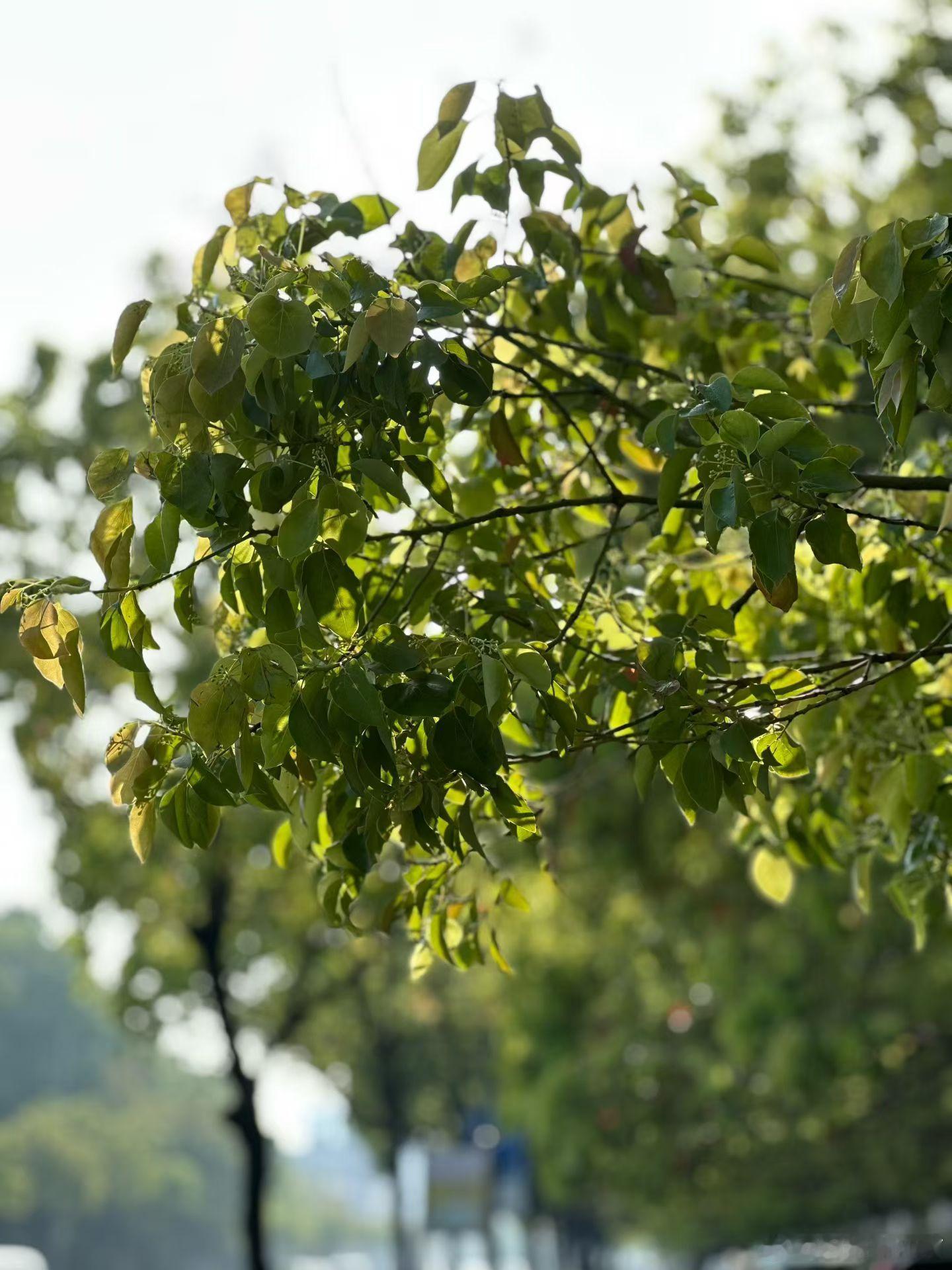 随手拍 清晨，空气清新，公园里行人漫步，马路上樟树飘香……我的日常plog用眼睛