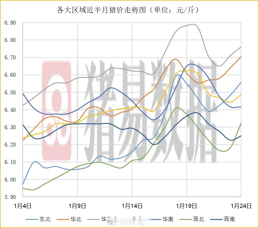 据猪易数据监测数据显示，2026年1月24日标准体重生猪平均价格为13.00元/