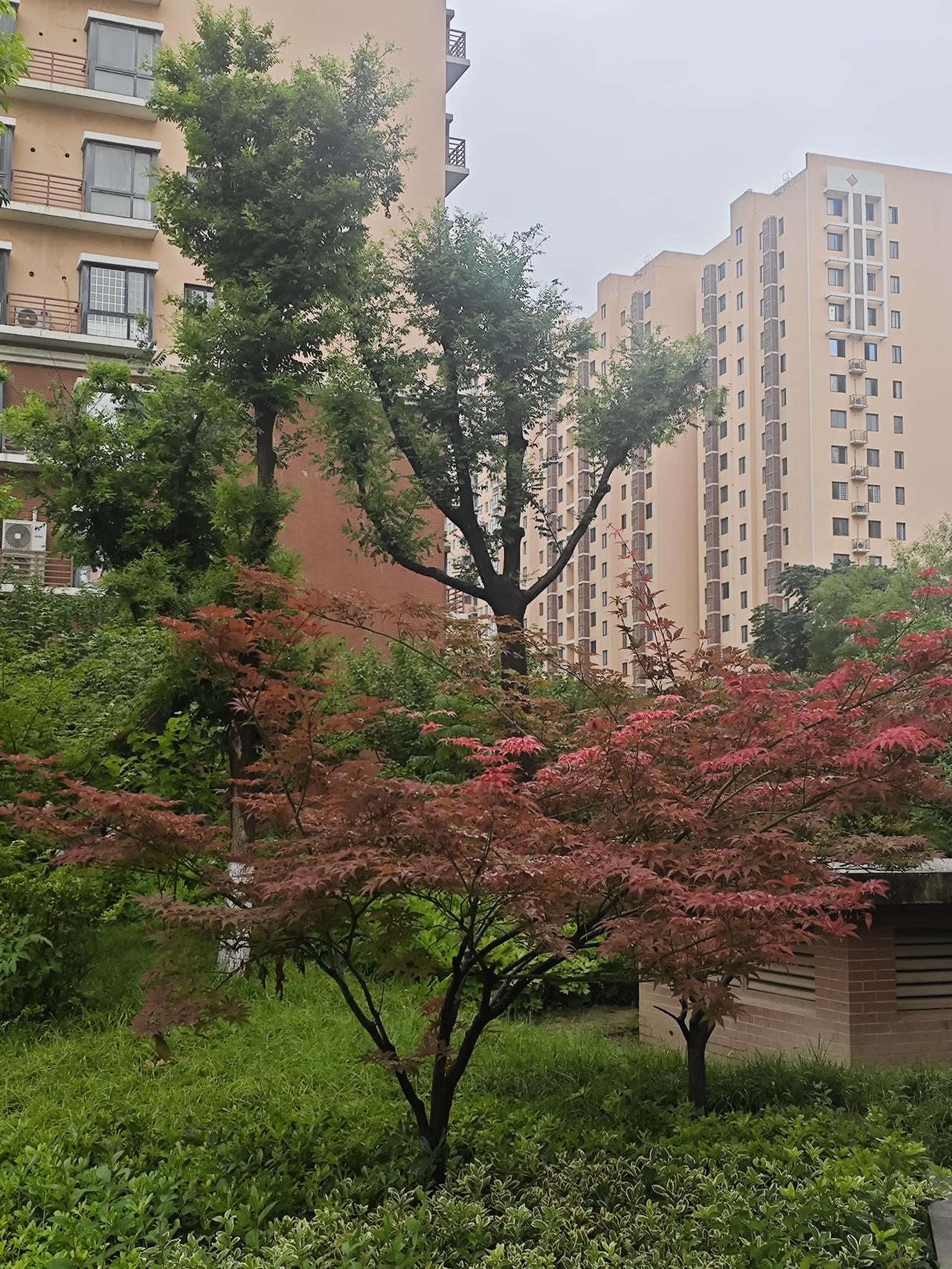 肌肉跑哪儿去了？

昨天翻头条，看见一些老人在单杠上玩的很潇洒，拉个引体向上就像
