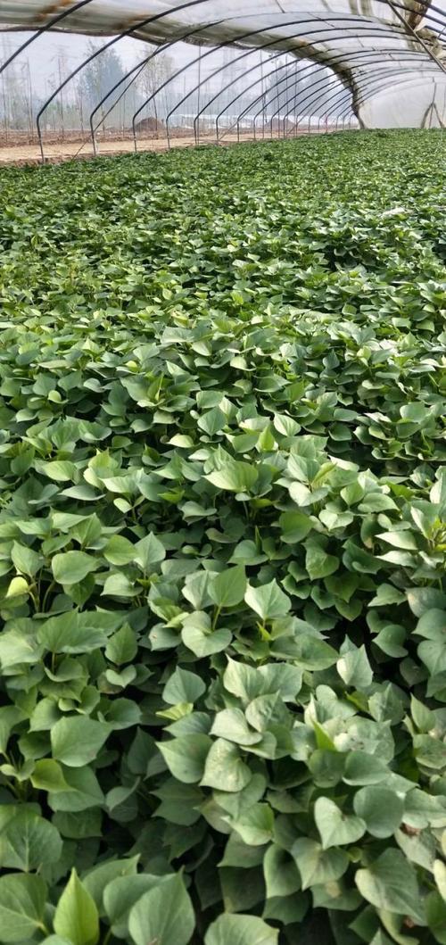 红薯栽培拔苗与剪苗哪个好


结论：规模化、高产、防病优先，选剪苗（尤其高剪苗）