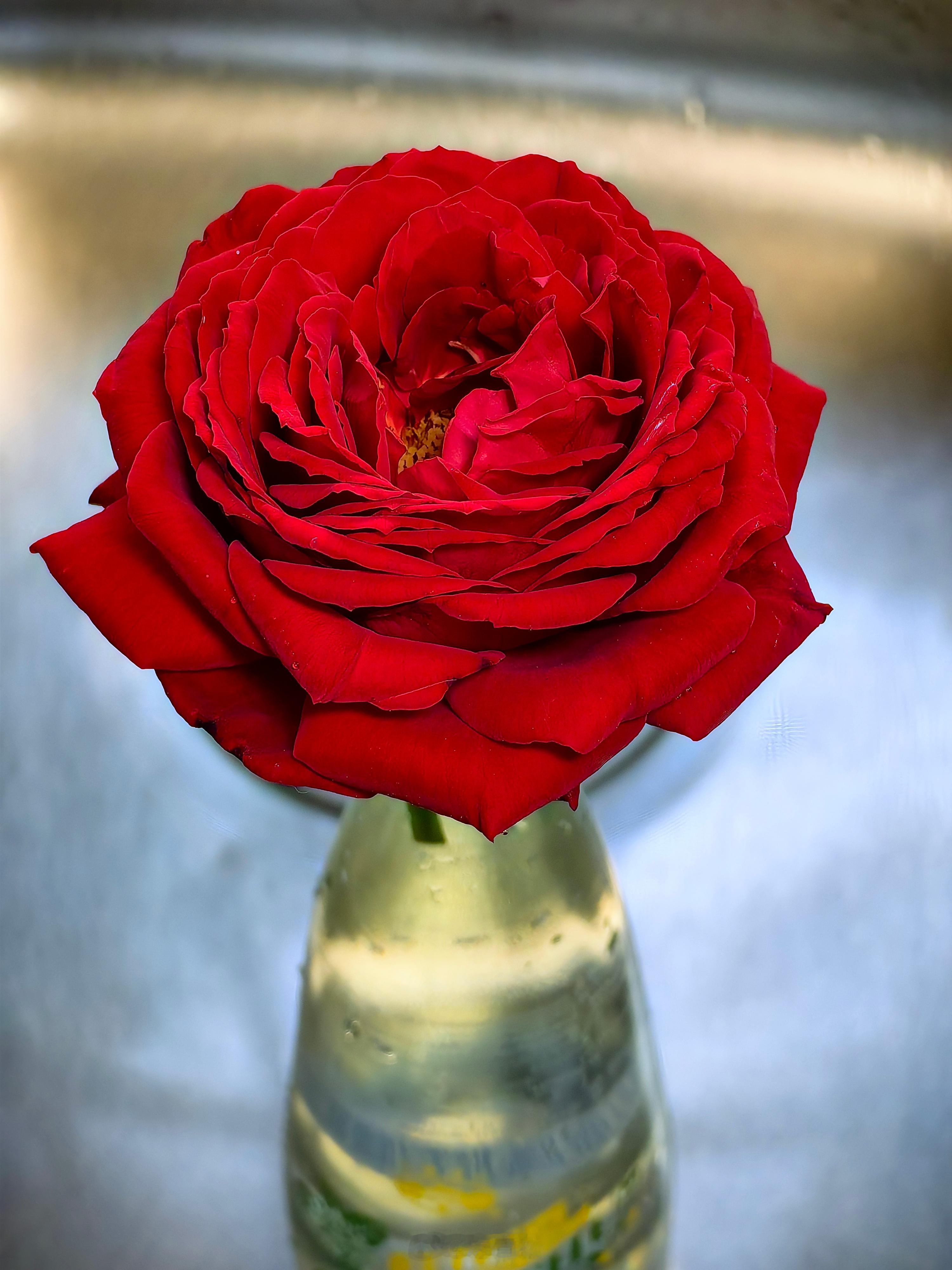 ba 香吧 [可爱][鲜花]南京  ​​​