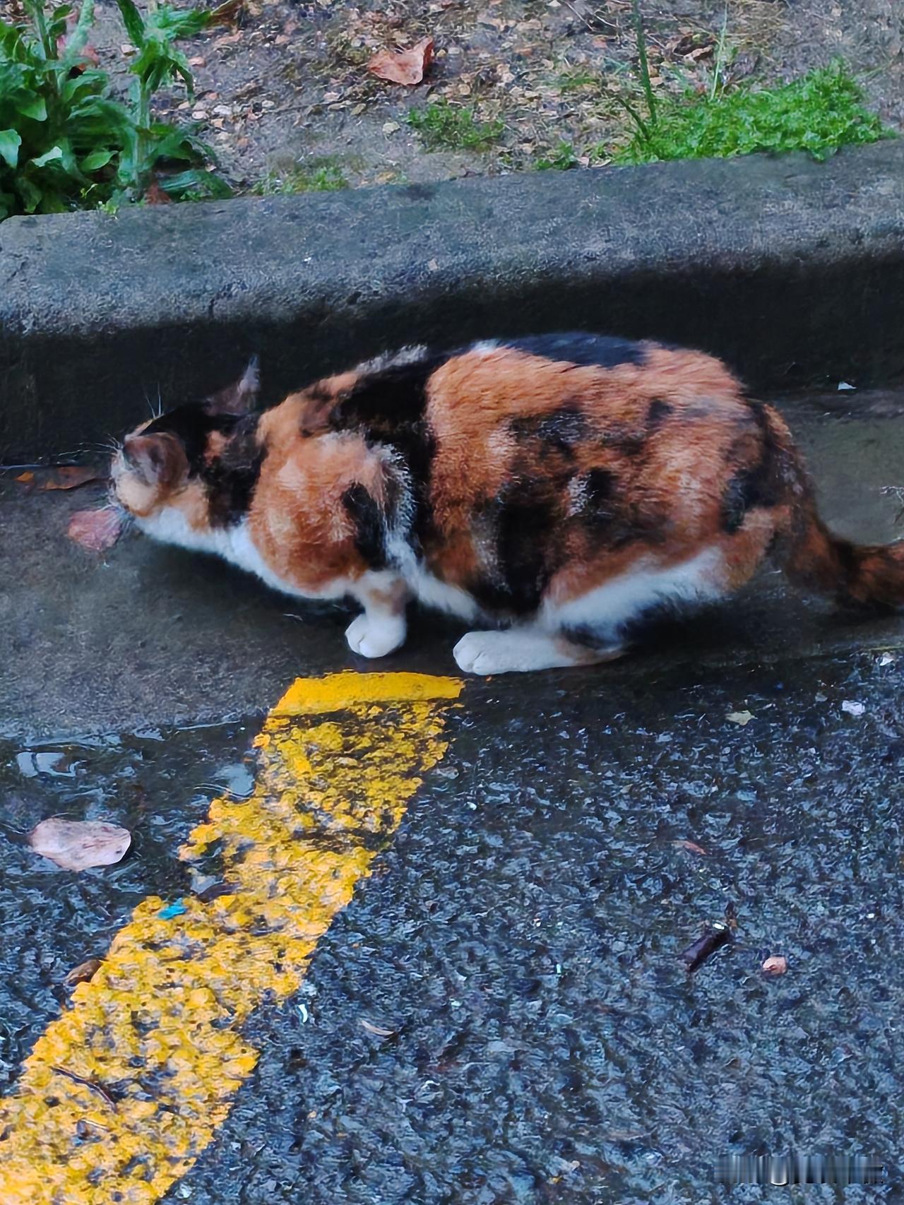 晒图笔记大赛可怜的流浪猫妈妈，窝被毁后，只能回到绿化带，没有猫粮没有水，只能喝屋