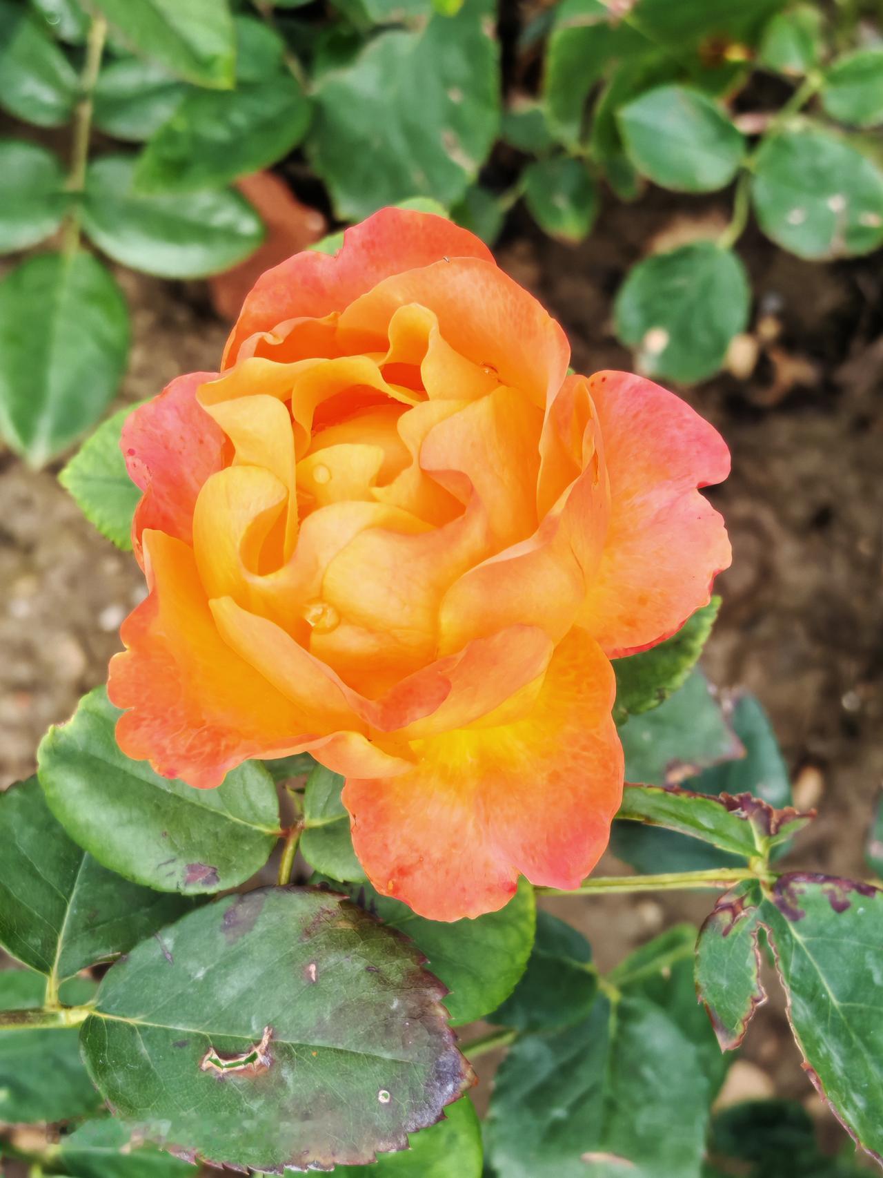 五月的北京，月季芬芳四溢。最近在福园公园里随手一拍，那景色简直绝了！如今正是月季