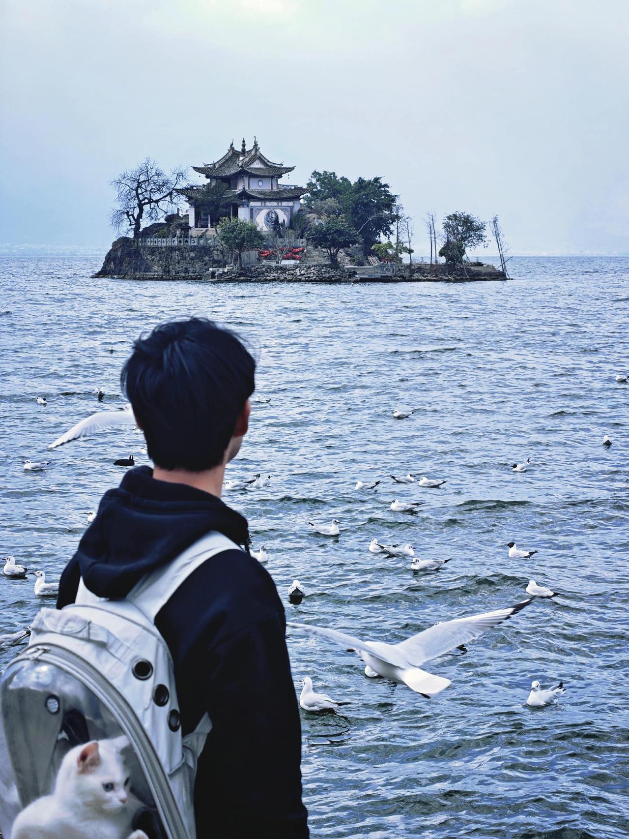 这里海鸥有些少 现在出发去昆明看
小普陀 带你去看海鸥 海鸥 海鸥的蓝白恋歌