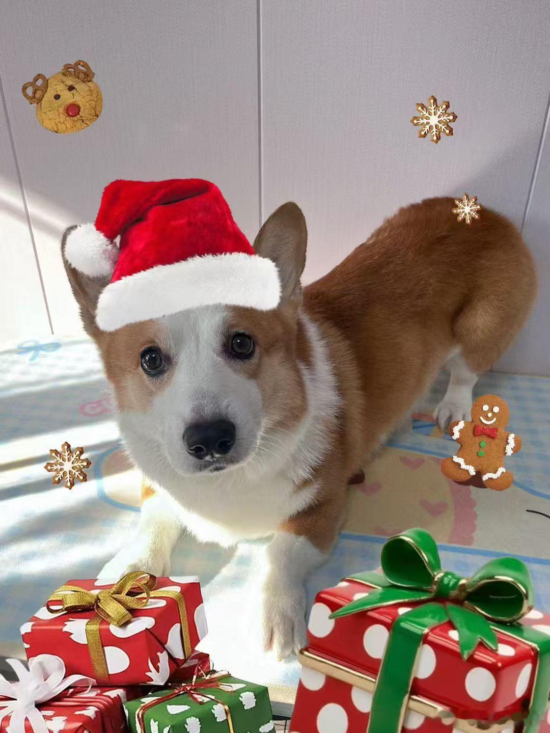 给大伙看看Joker吧，好久没发狗子了大金子状态电竞大金子