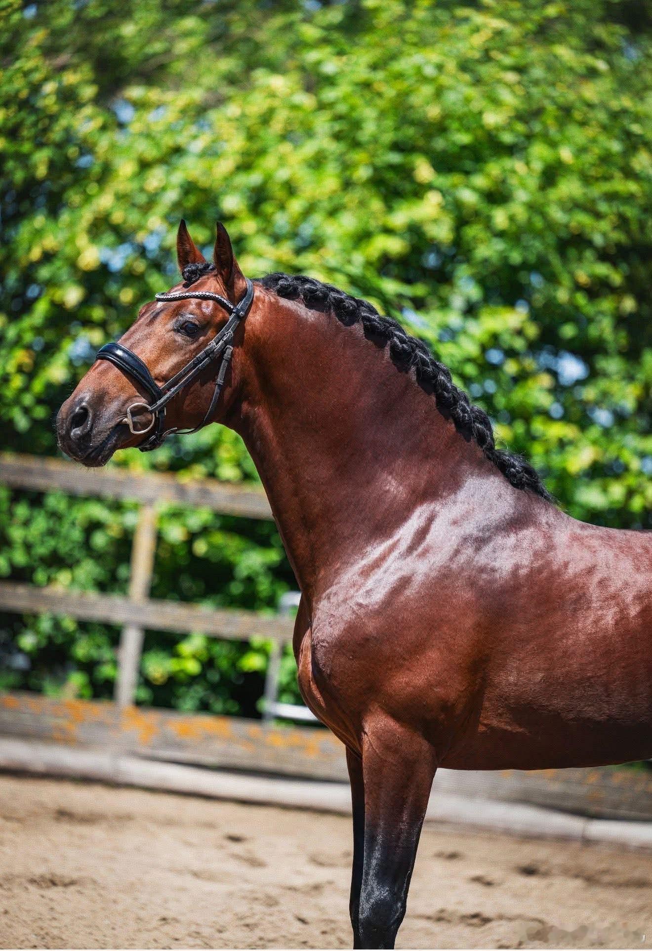 骏马图分享 