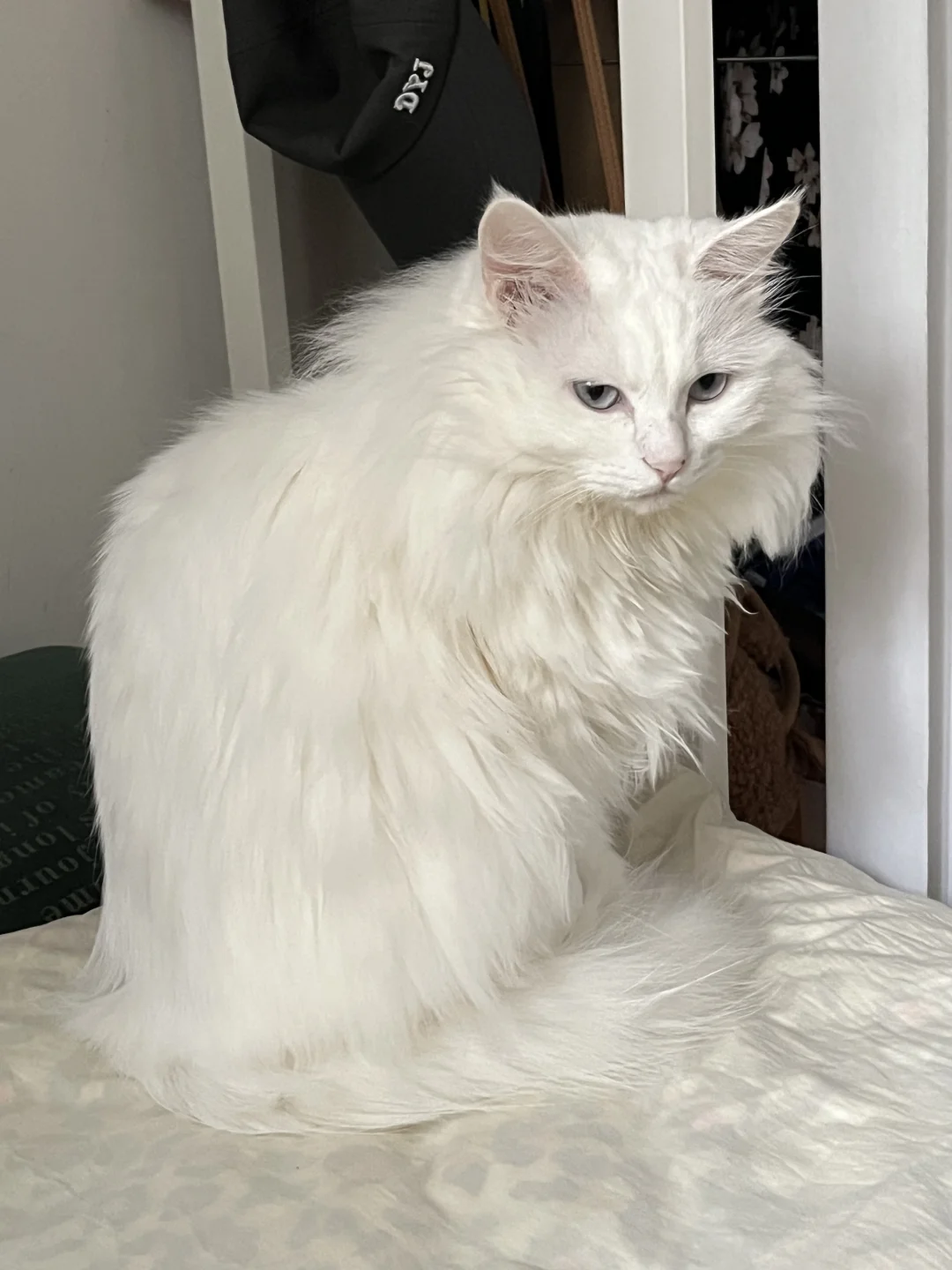 谁家小猫没有起床气啊？
