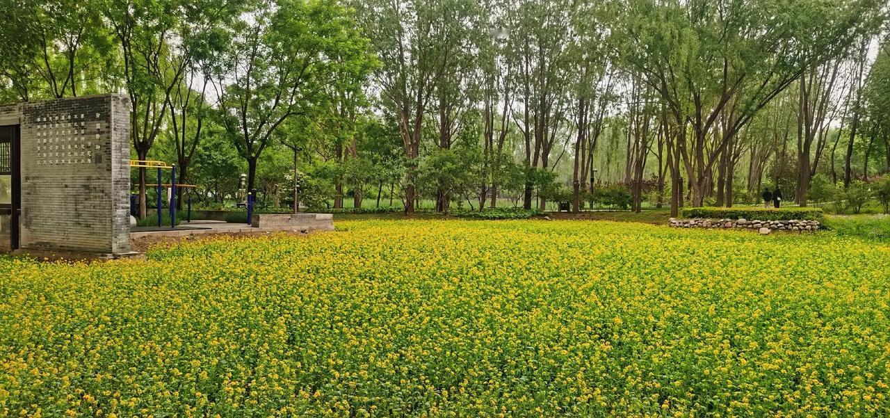 芳草绿郊野，黄花开满田。