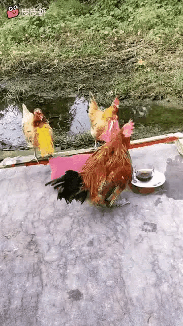 有一说一，这生活比996的牛马可舒服多了[机智]