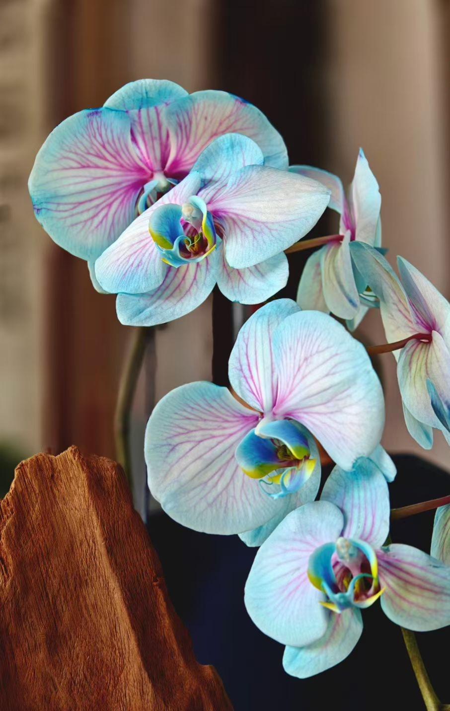 晒图笔记大赛蓝紫渐变的花瓣如蝶翼轻展，把春日的浪漫与静谧悄悄绽放在案头，岁月温柔