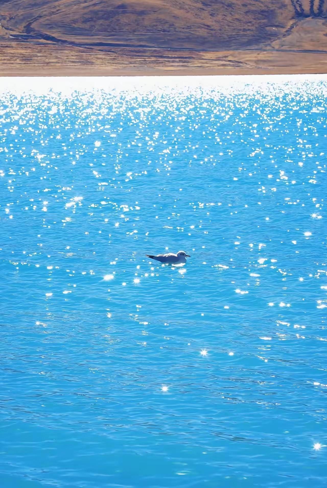 分享喜欢的壁纸春江水暖鸭先知，冬天到了，春天还会远吗