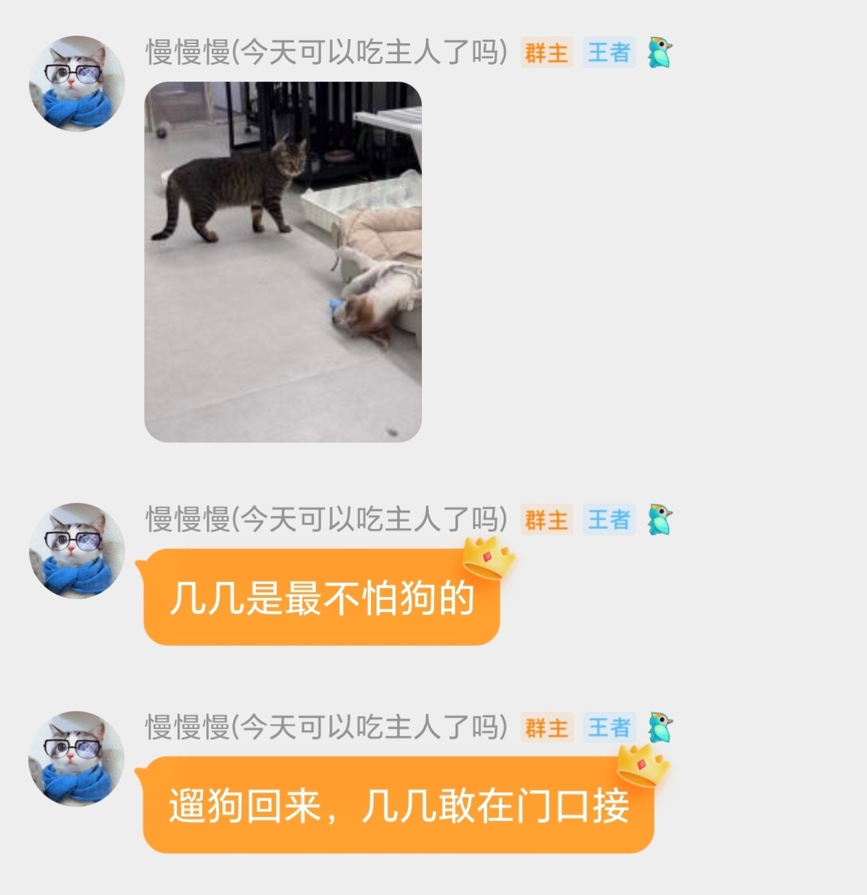 小猫国唯一的姐 不要小看能赶走不锈钢狗的几几啊 