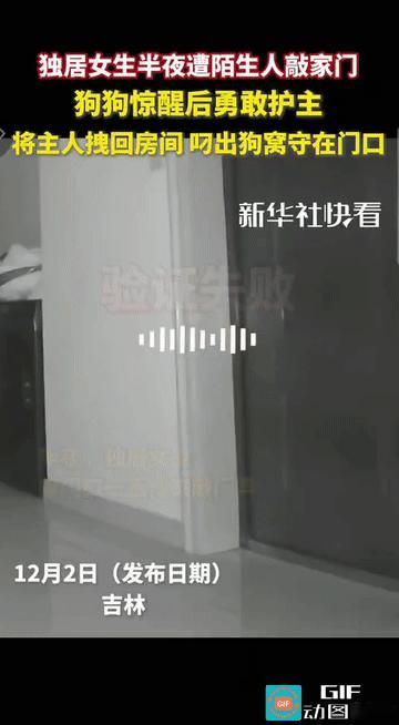 “这狗狗太忠诚了!”吉林，一名独居女生在深夜遭遇陌生人持续敲门。狗狗惊醒后勇敢护
