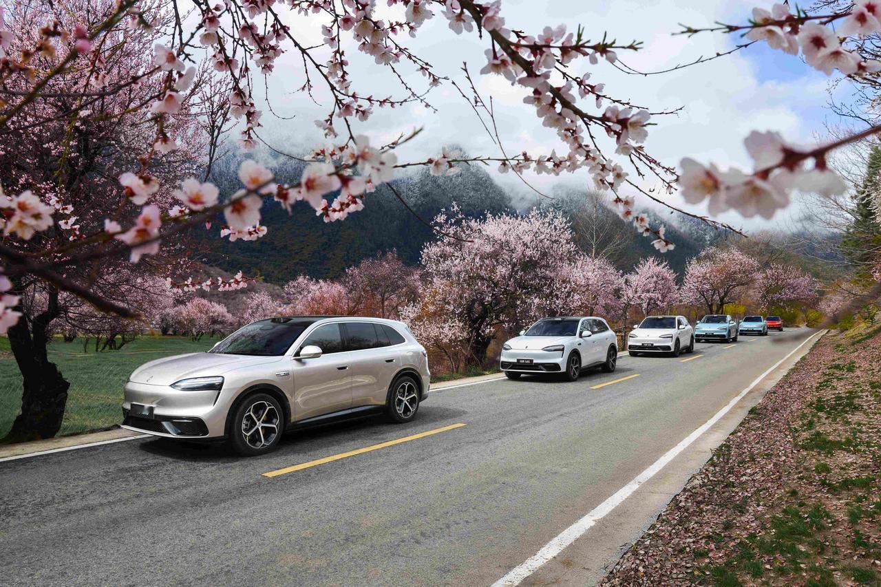 林芝实测中，问界M6遇到了一连串“非标”障碍物：路边突然窜出的牛群、夜间穿黑衣的