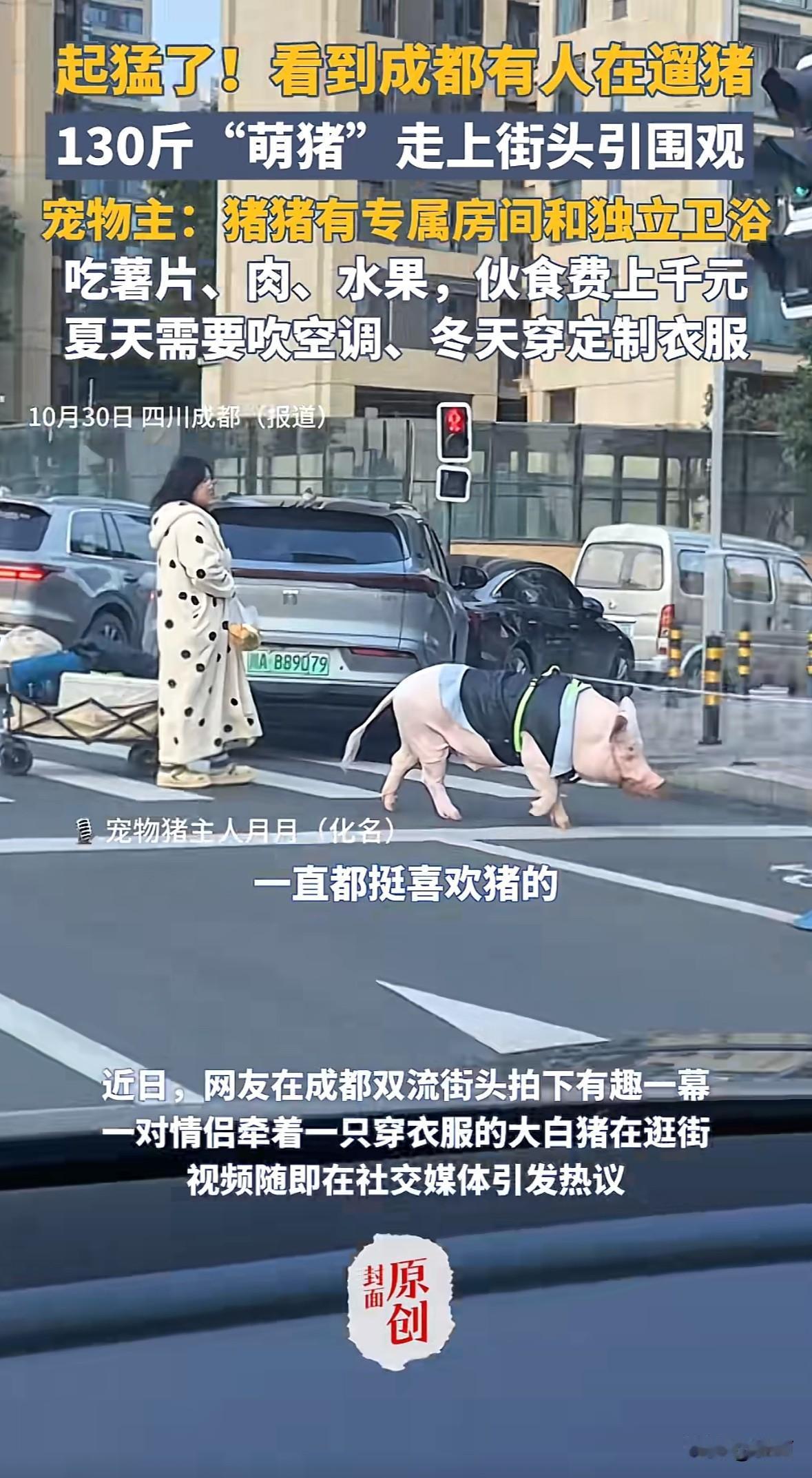 成都市民月月带着130斤宠物猪上街。这只猪三岁半，有专属房间和独立卫浴，每月伙食