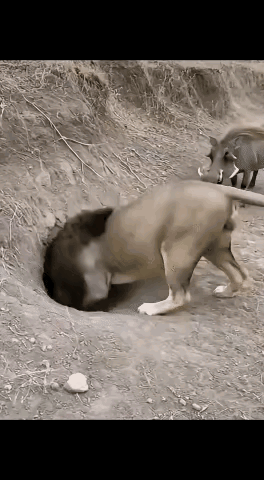 狮子这下要见阎王爷去了。