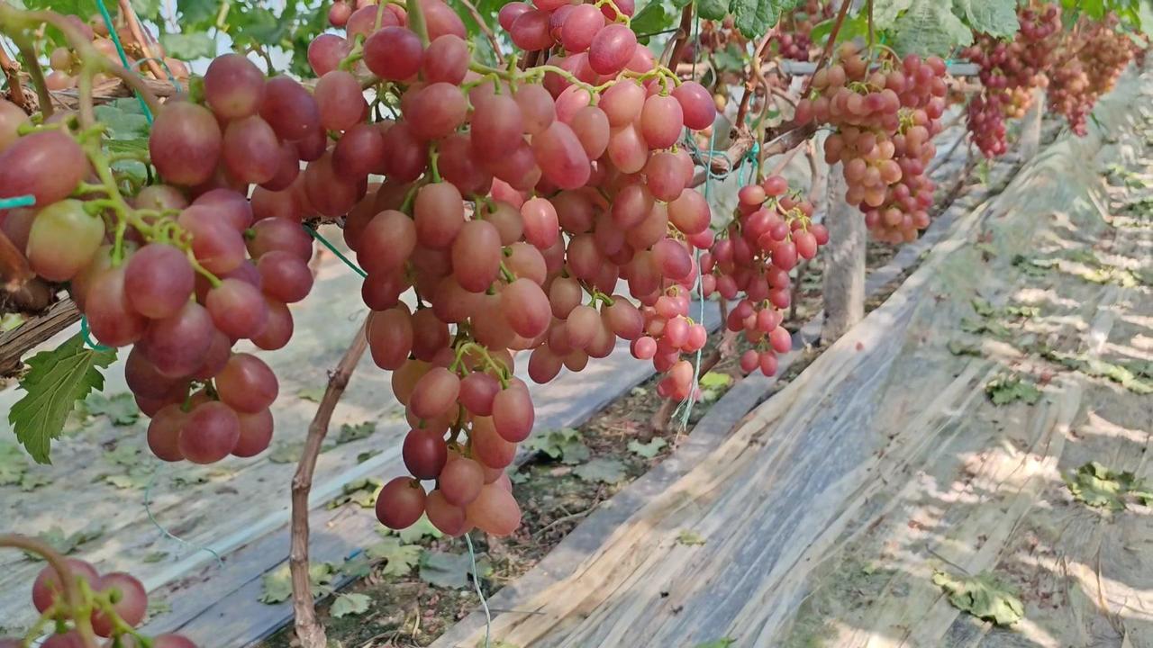 冷棚加三膜技术加持，5月中旬就能上市，个人管理到位，果实饱满多汁，口感酸甜，现在