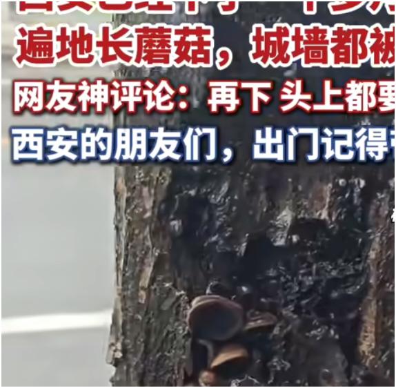 西安这雨下得太夸张了，连续一个多月淅淅沥沥没停。10月13日雨才短暂歇了歇，走在